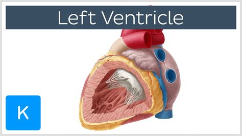 wat betekent lv|left ventricle meaning.